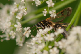 Why New Zealand Honey has gained Worldwide Popularity?