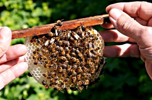 Honey and bee