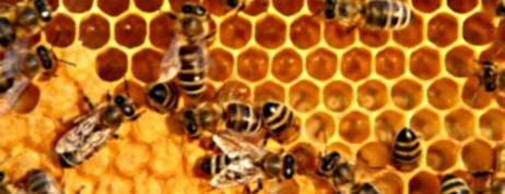 All about Honey Bee Propolis