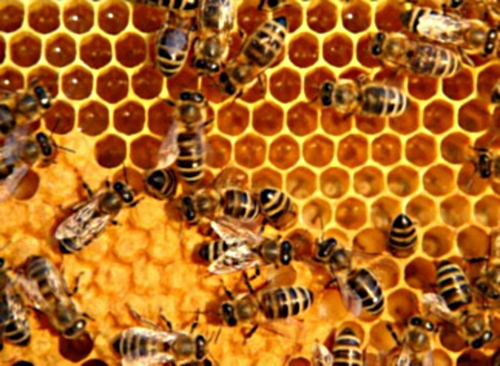 honey bee propolis